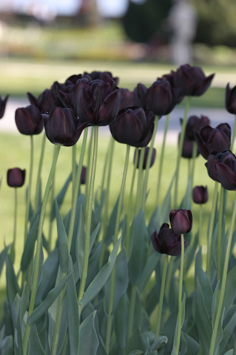 Tulipes a Morges 2007 - 152